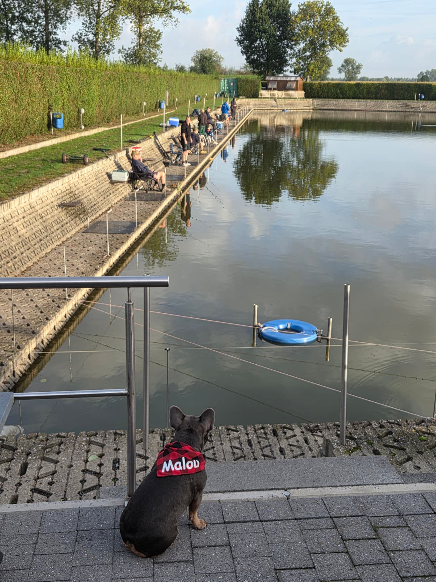 Hond Malou op het terras kijkt uit over de vijver