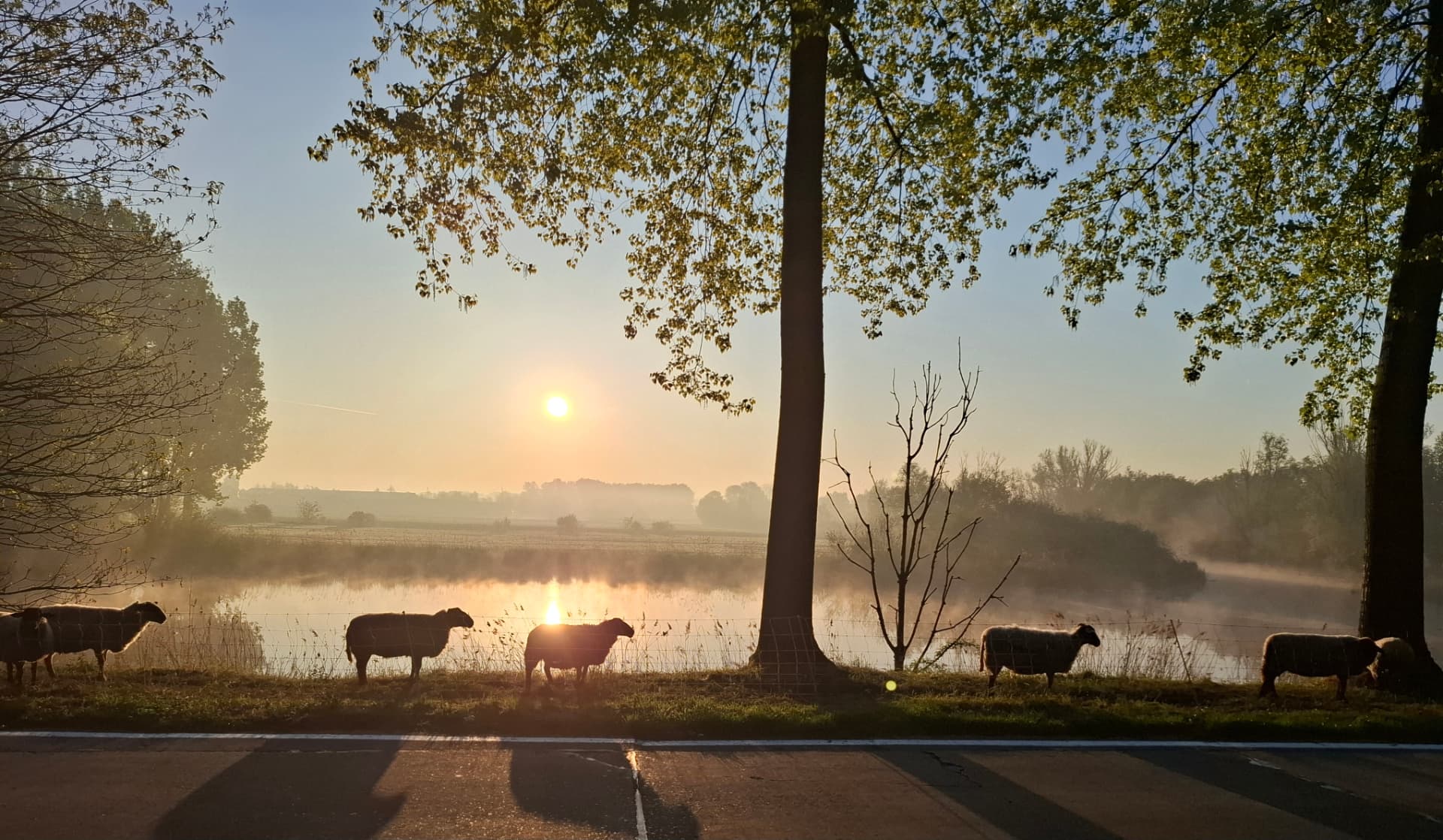 Schapen in de ochtendmist langs het water